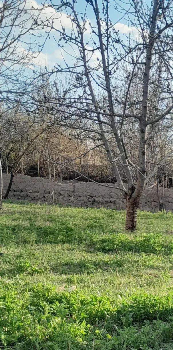 قطعه های زمین ۱۵۰ متری در روستای قورتپه