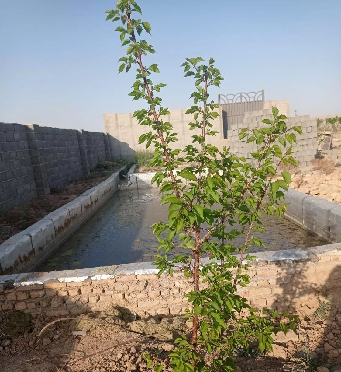 باغچه 4دیواری شده تکمیل با جواز
