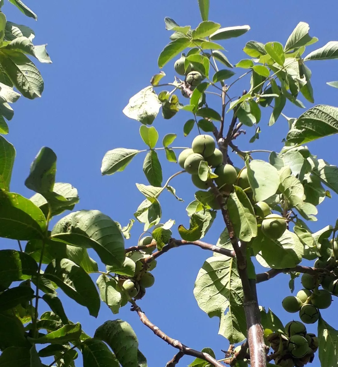 باغ مثمر ثمر بادام گردو میوه پل زمانخان