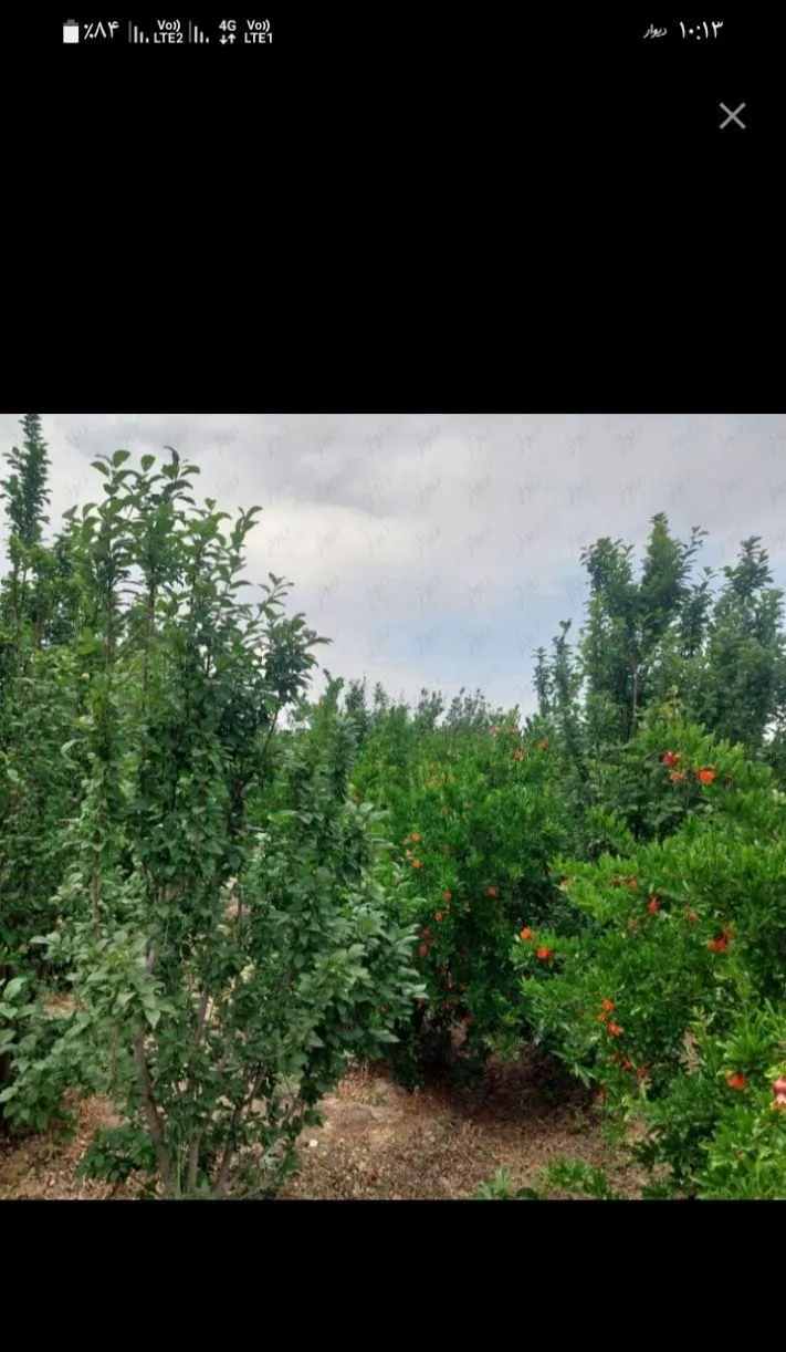 باغ انار بمتراژ ۱۴۰۰ متر
