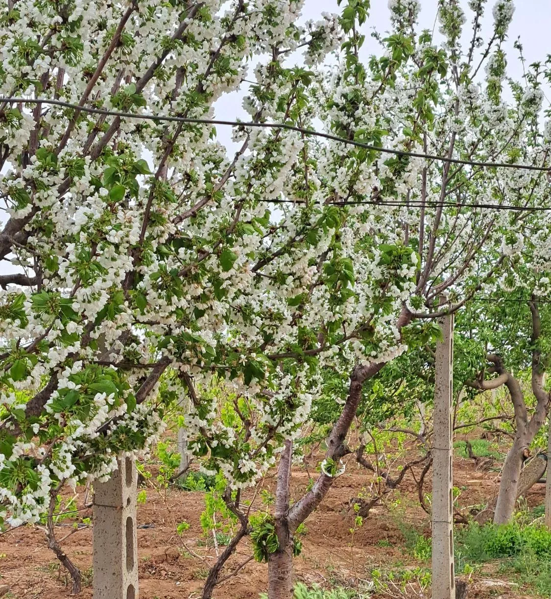 باغ انگور ۵۰۰متری داربستی سند تک برگ