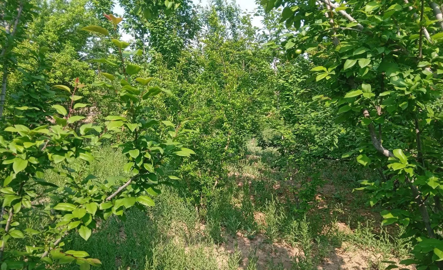 باغچه ۲۵۶ متری  کهریزسنگ
