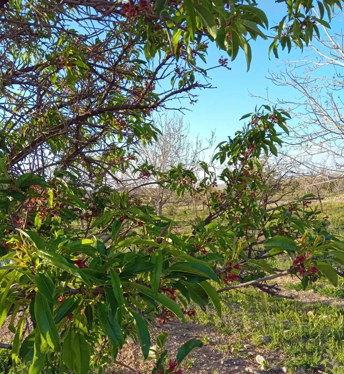 فروش باغ با درختان ثمری۱۵ ساله دشت مرغاب