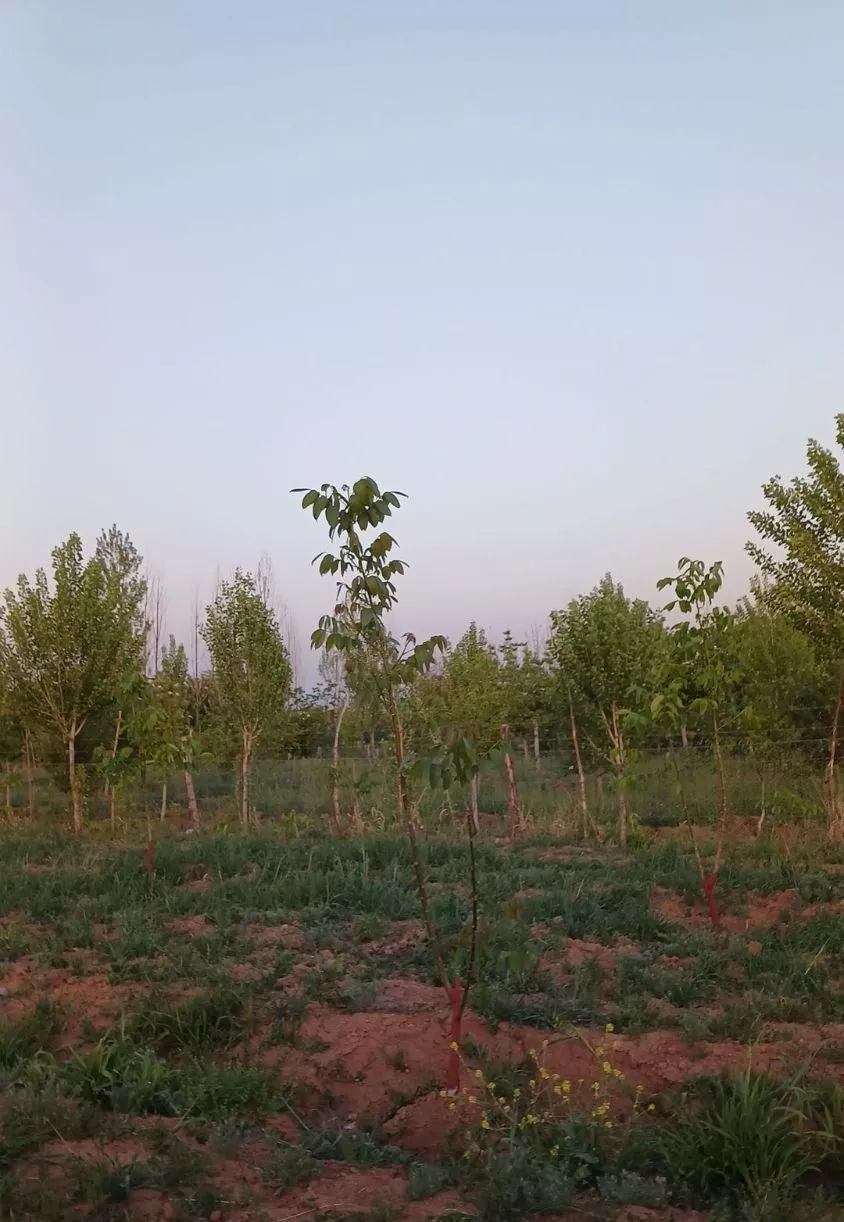 باغ درخت گردو بادام میوه