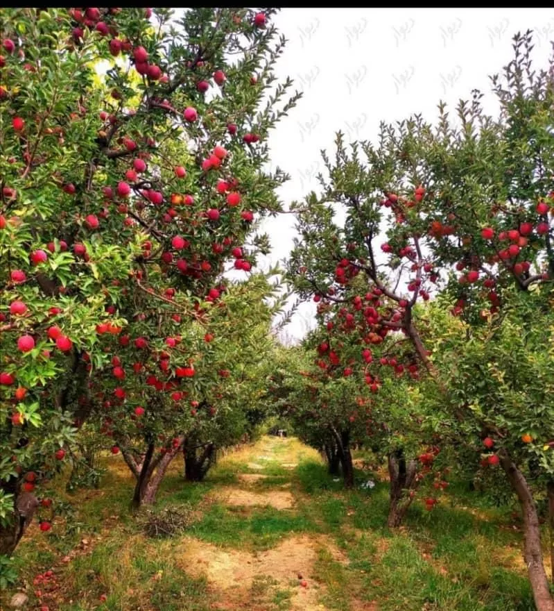 باغ سیب ثمری