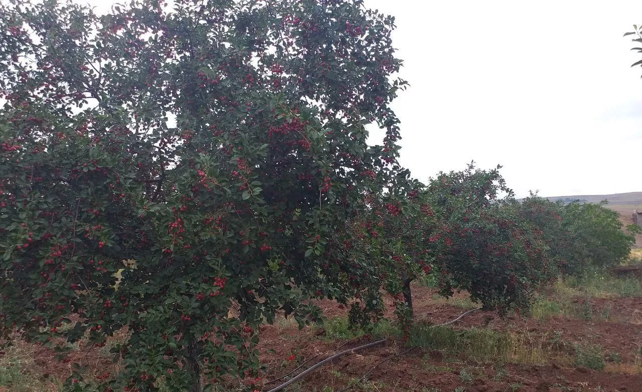 گاوداری پرواری باغ میوه به متراژ 12000 متر مربع