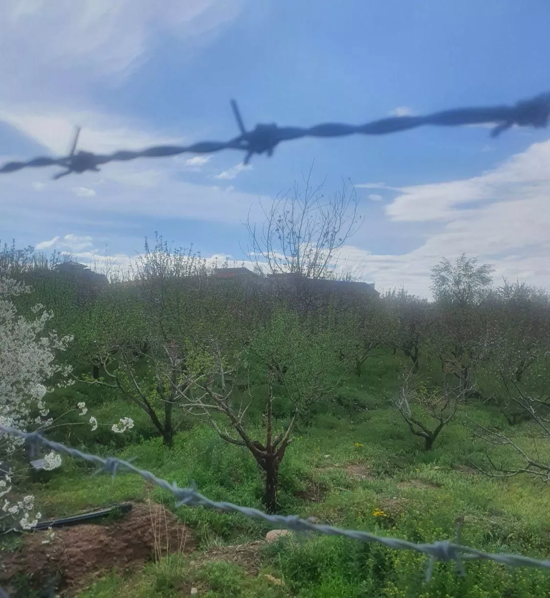 ۲۰۰۰ متر باغ سیب و آلبالو در لوکیشن آبسرد