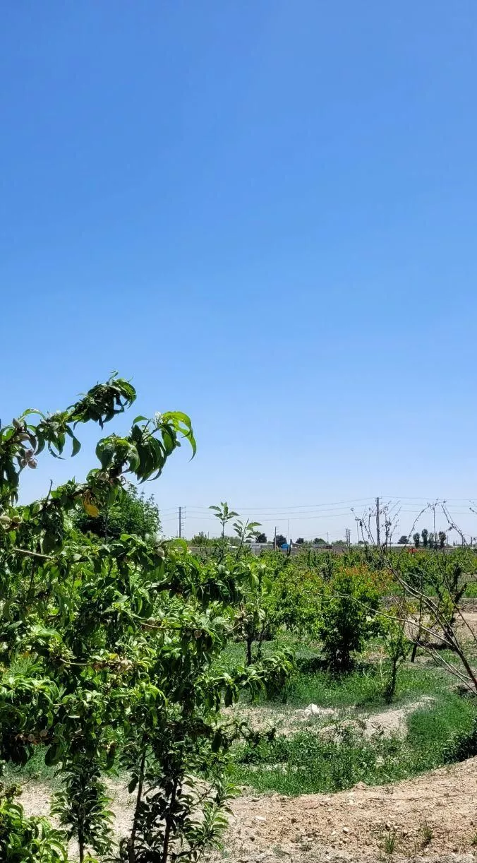 باغچه میوه در اسفند آباد برق واب و گاز سر زمین