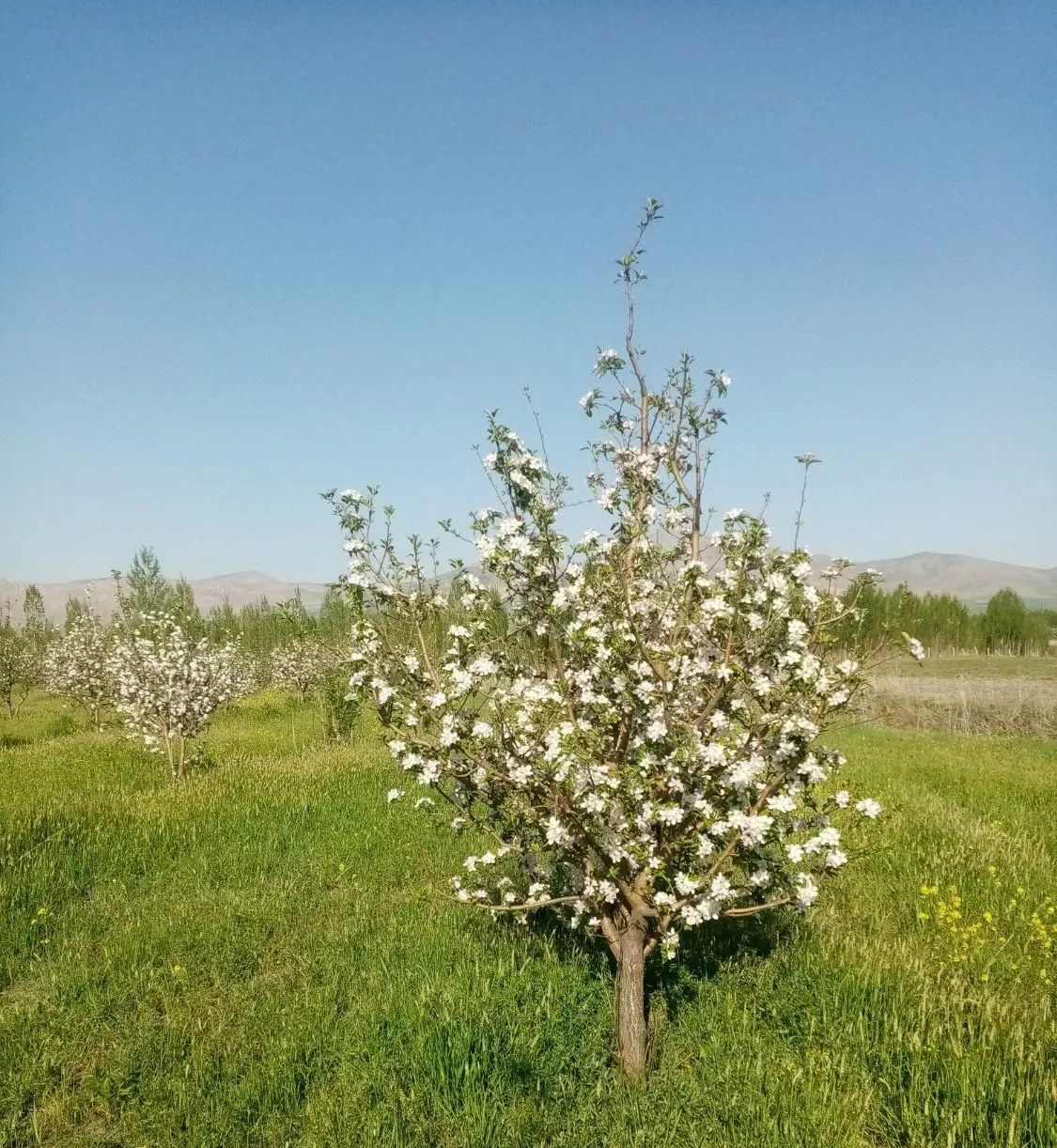 باغ سیب زیوه مرگور روستای گردیک