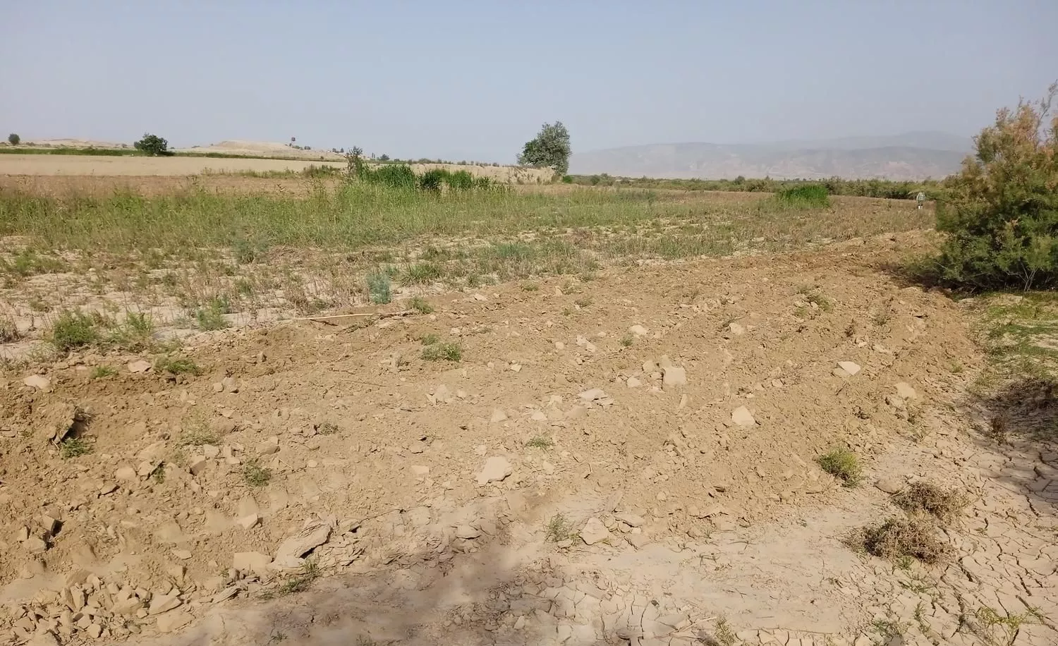 زمین کشاورزی در روستای کوشکی (پشت قواق)