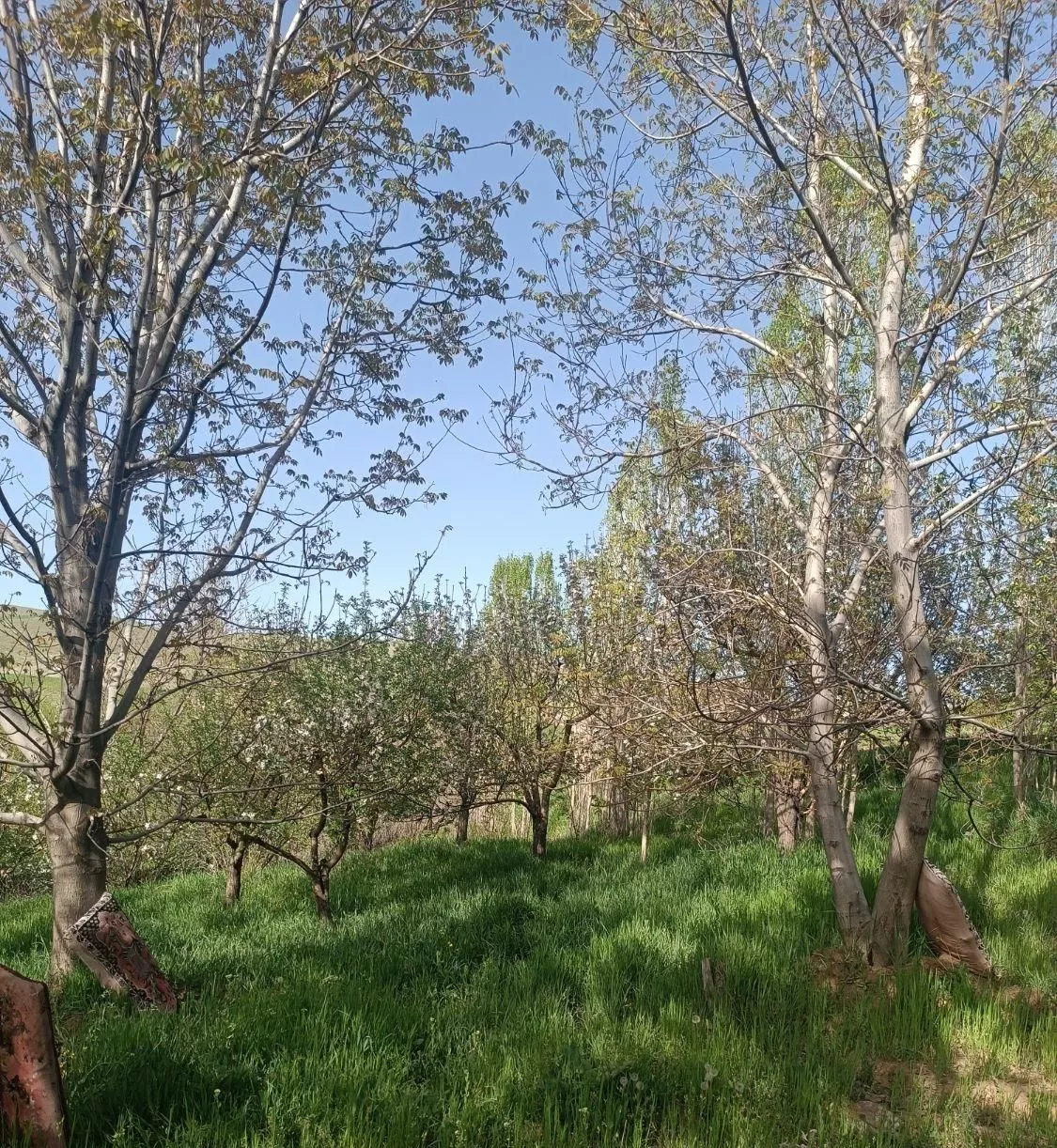 باغ ۱۵۰۰ متر مربع خیاران