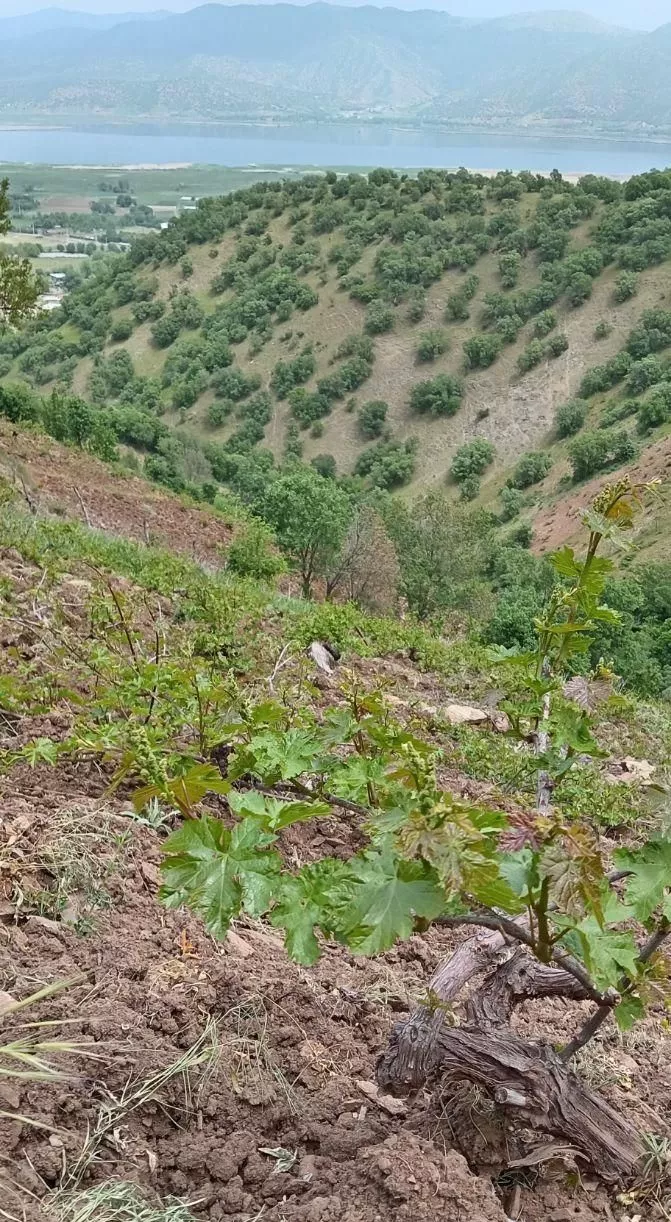 یک هکتار باغ انگور سمردار40 ساله فنس کشی شده
