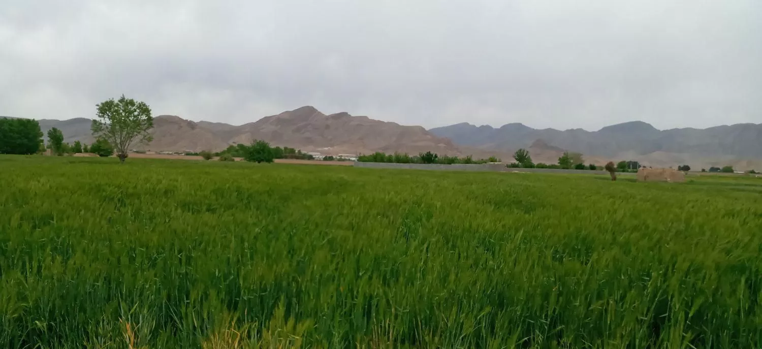 زمین کشاورزی واقع در روستای اسدآباد