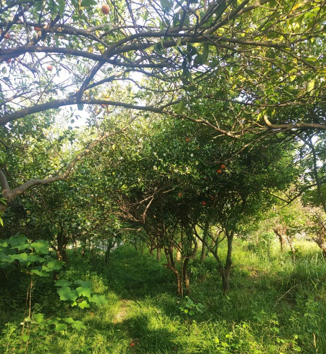 1500متر باغ پرتقال در کوهپایه