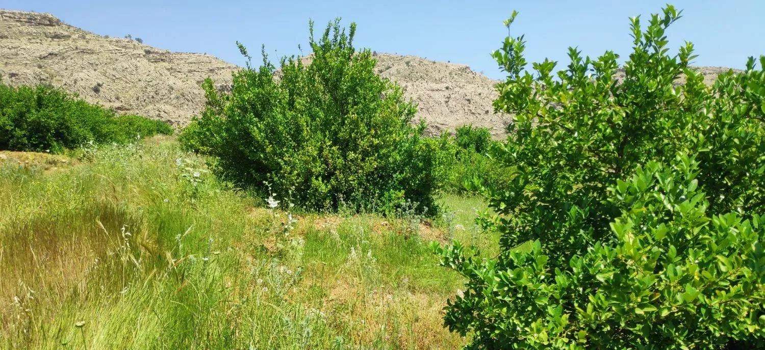 باغ ۱۱۰۰متر پشتکوه باشت