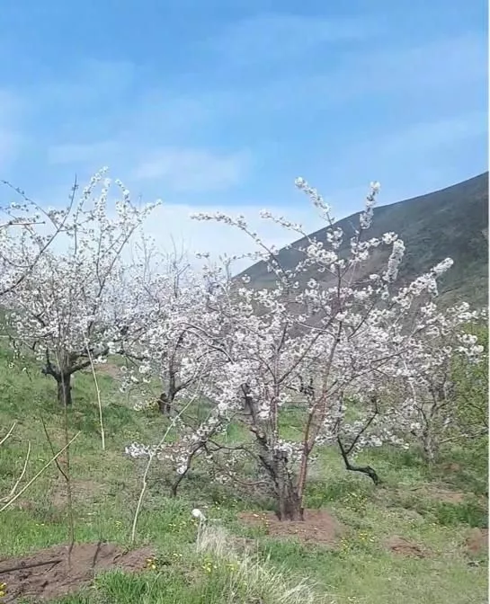 باغ میوه استخردار ۷۰۰۰ متر در طالقان