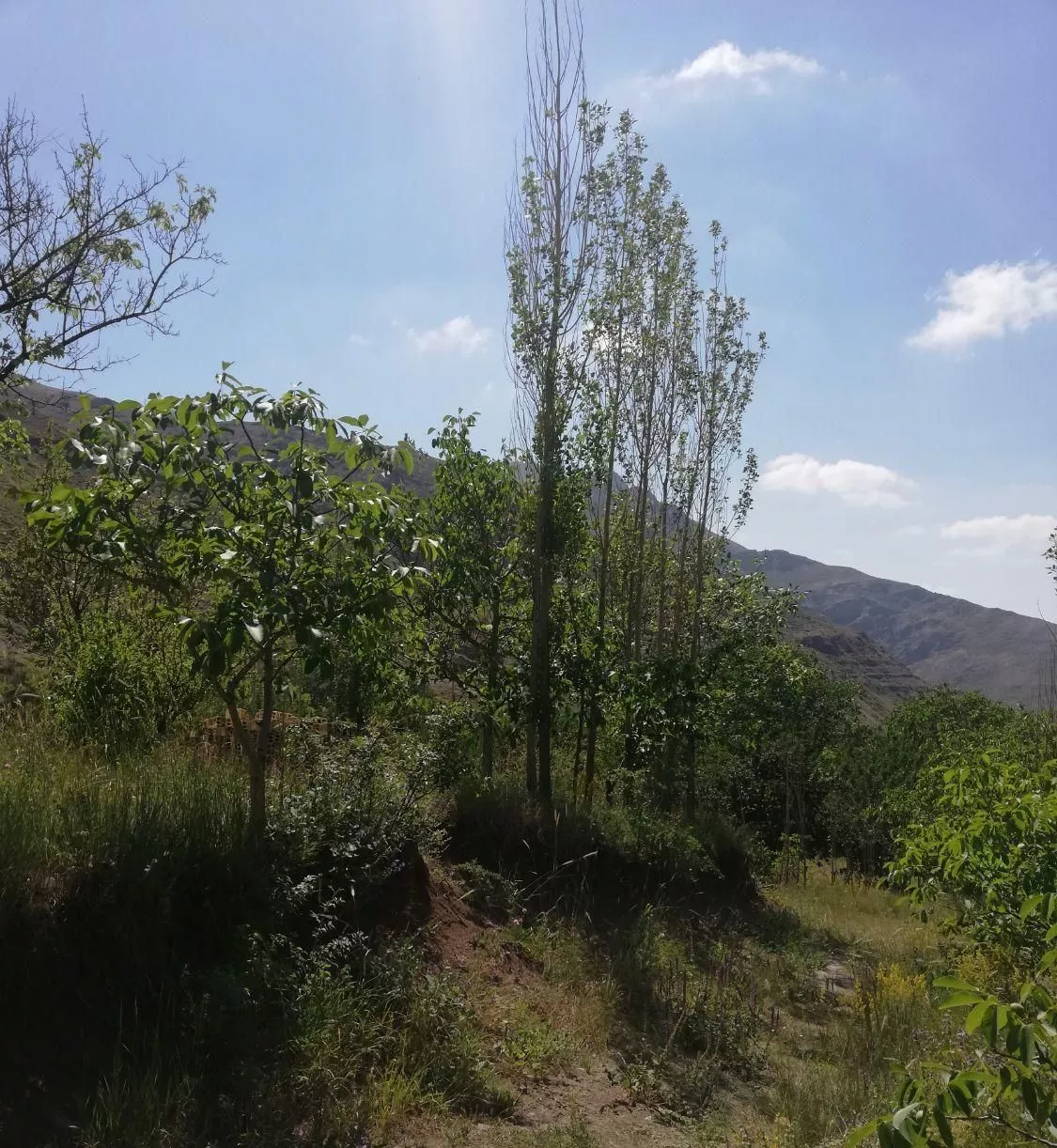 باغ مثمر میوه در خوش آب و هوا روستای قزوین