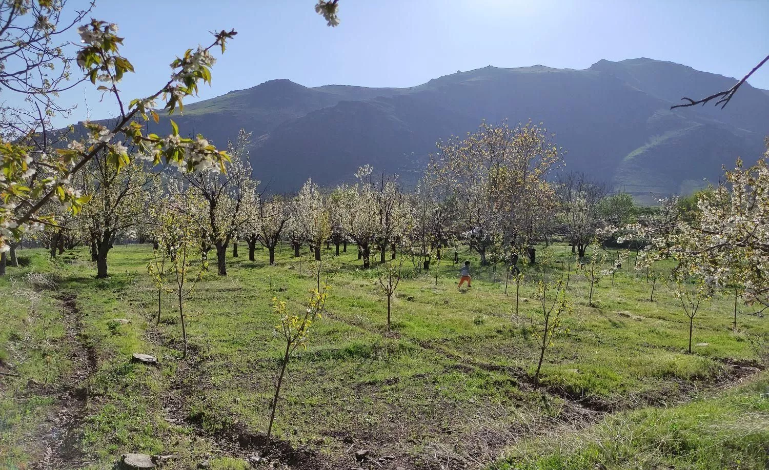 باغ میوه ۱۰۰۰ متری قزوین