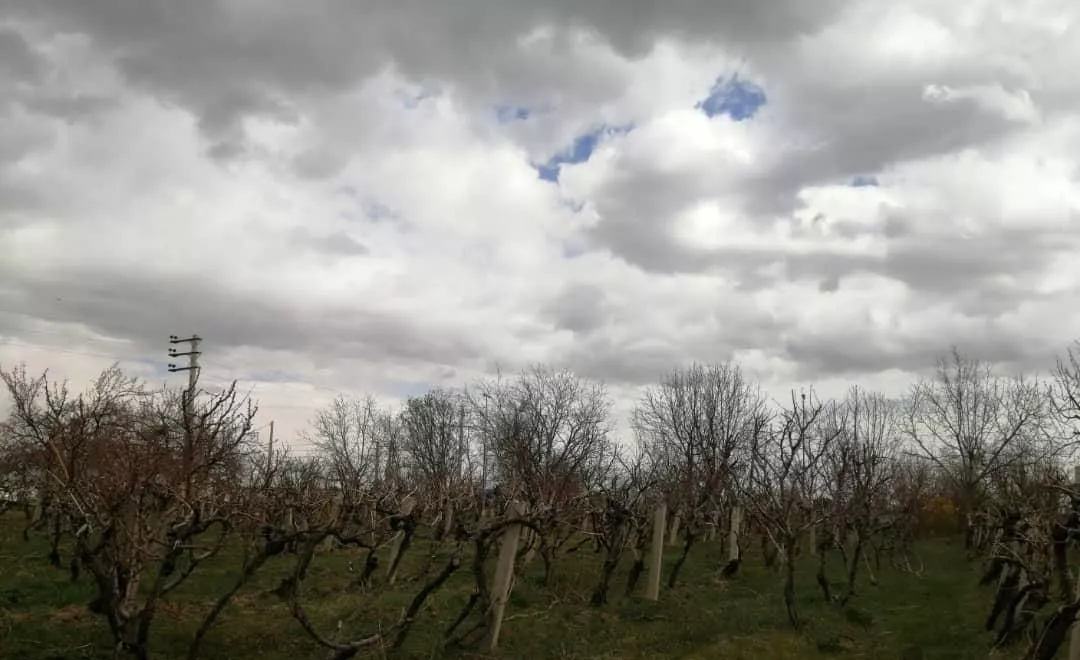 باغ 4500 متری انگور در جاده سرو جنب دانشگاه ارومیه