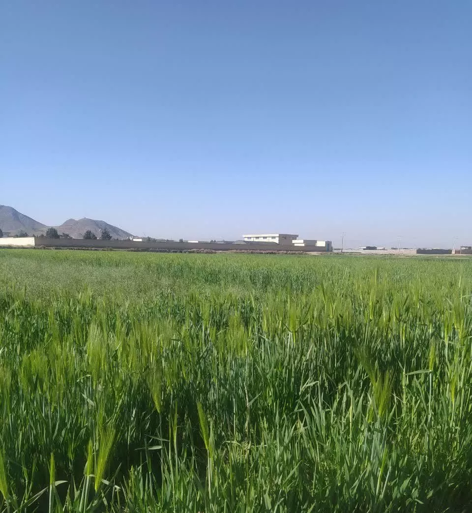 زمین کشاورزی در زیباشهر با چاه برقی