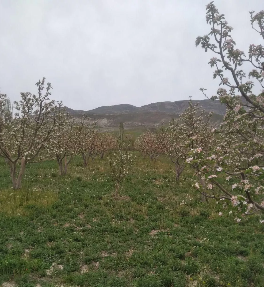 باغ سیب ۲۰۰۰مترروستای اوغاز تازه