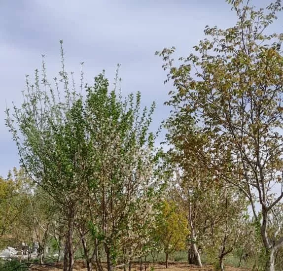 باغ صادق آباد