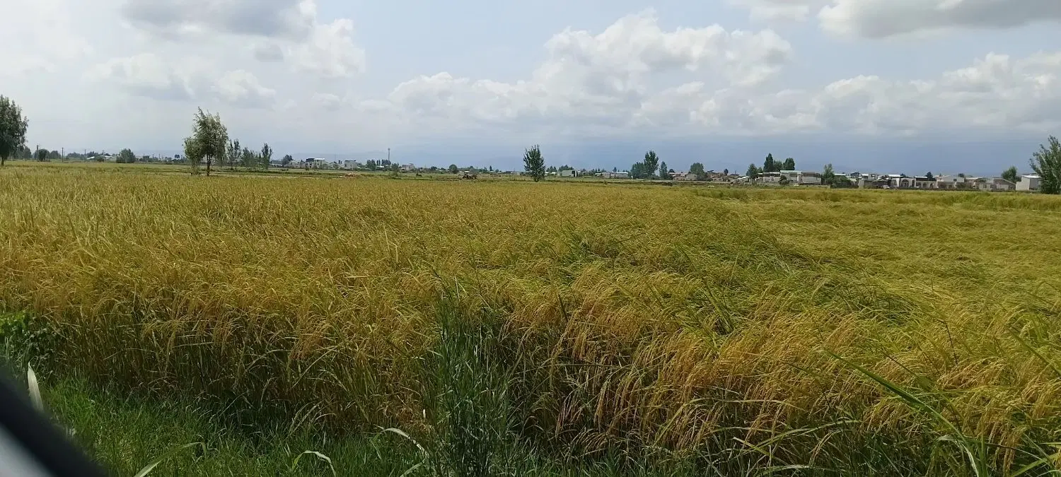 زمین کشاورزی ۲۰۰۰متری روستای ورکاده