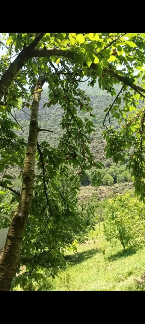 2500متر باغ در  کجور ،چالوس
