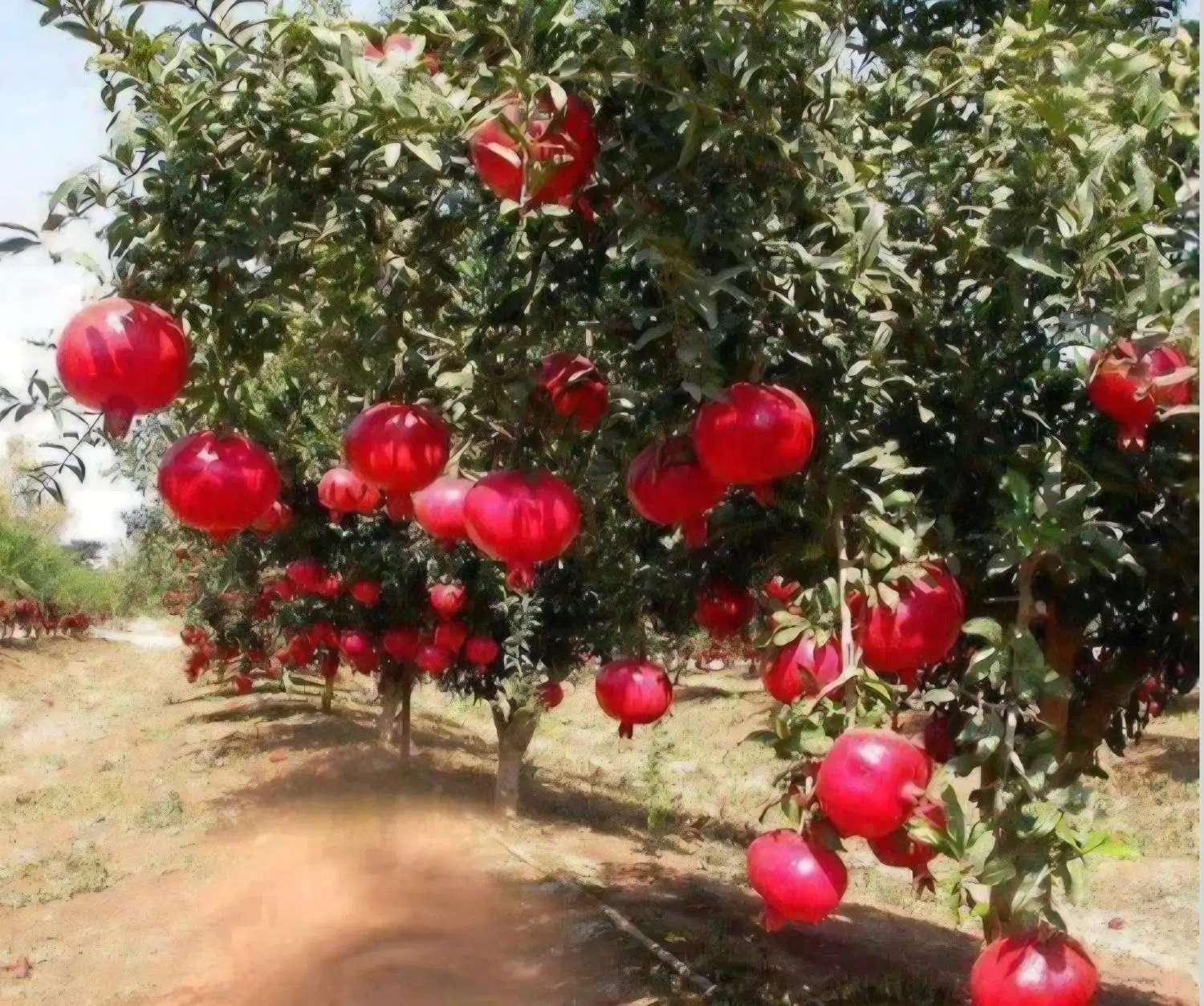 باغ ۱۰۰۰ متری سند ششدانگ