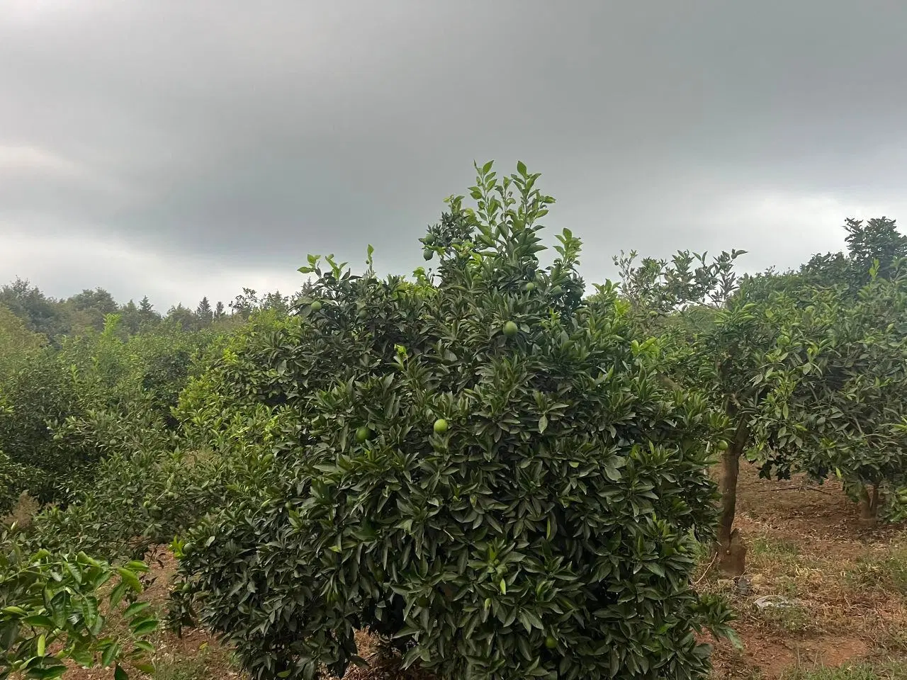 فروش زمین (باغ مرکبات) با ویوی بام شهر ساری