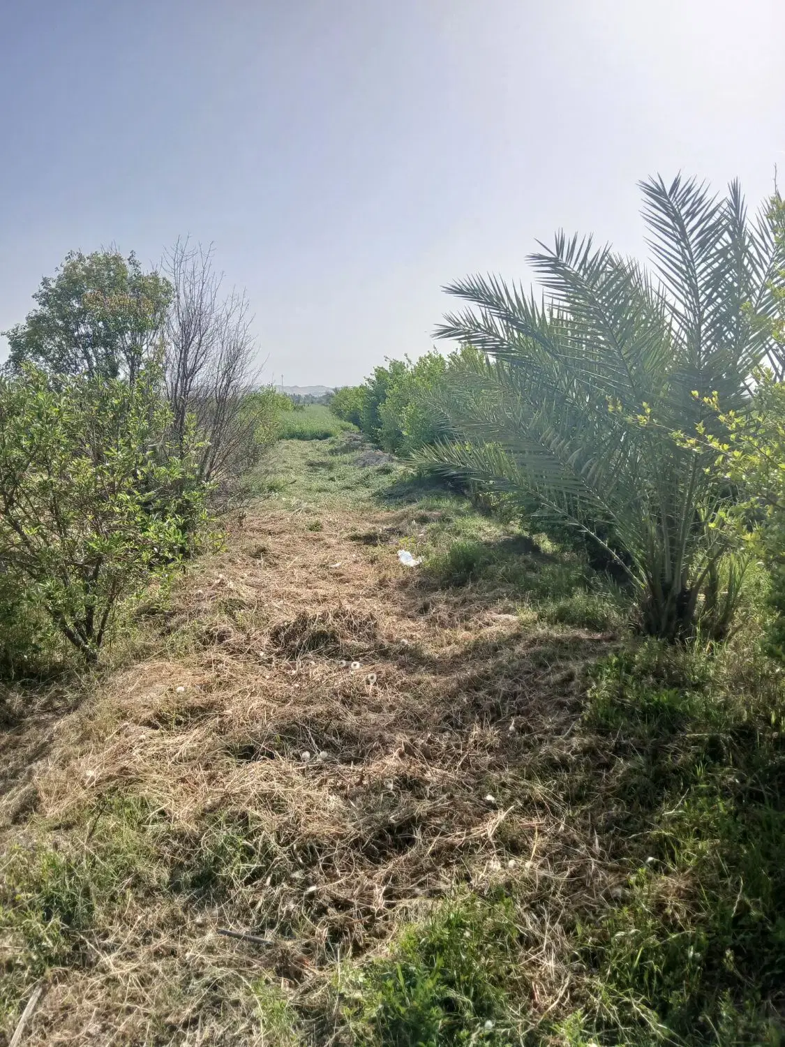 فروش باغ