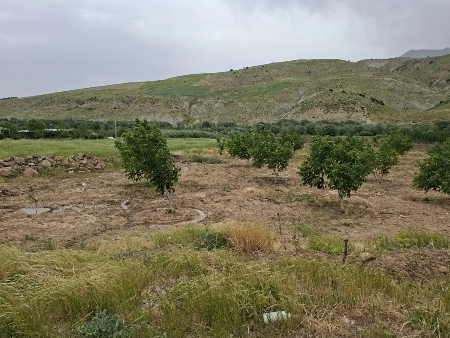 باغ گردو. آلبالو