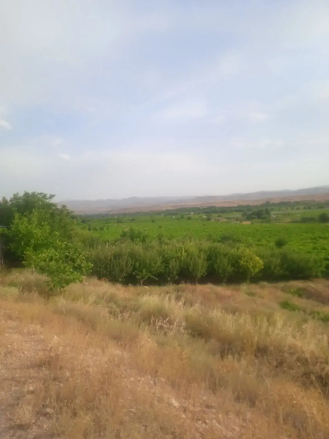 باغ میم انگور جوان ۱درخت گردو روستای ملاباقر