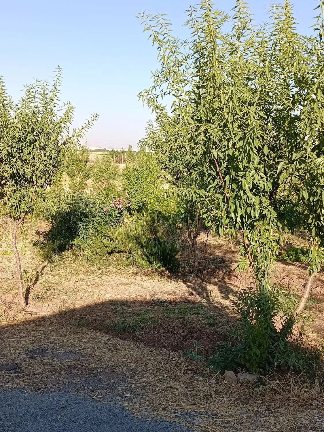 باغ ۳۰۰۰ متری