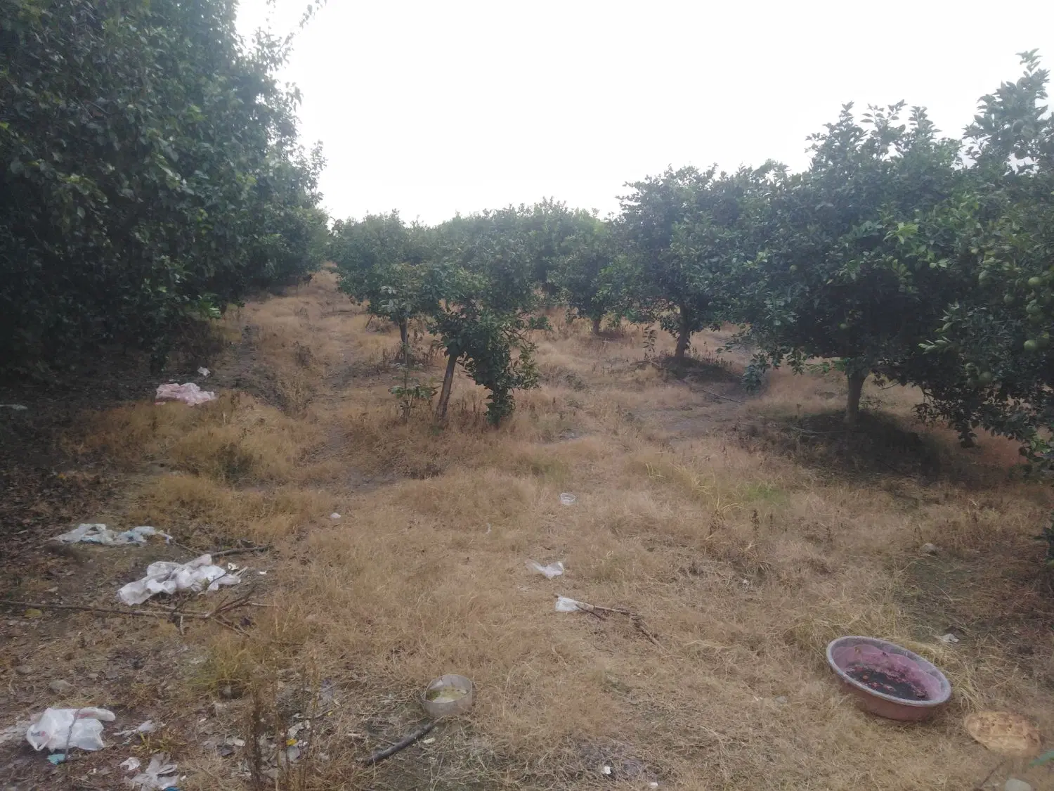 باغ پرتقال و نارنگی