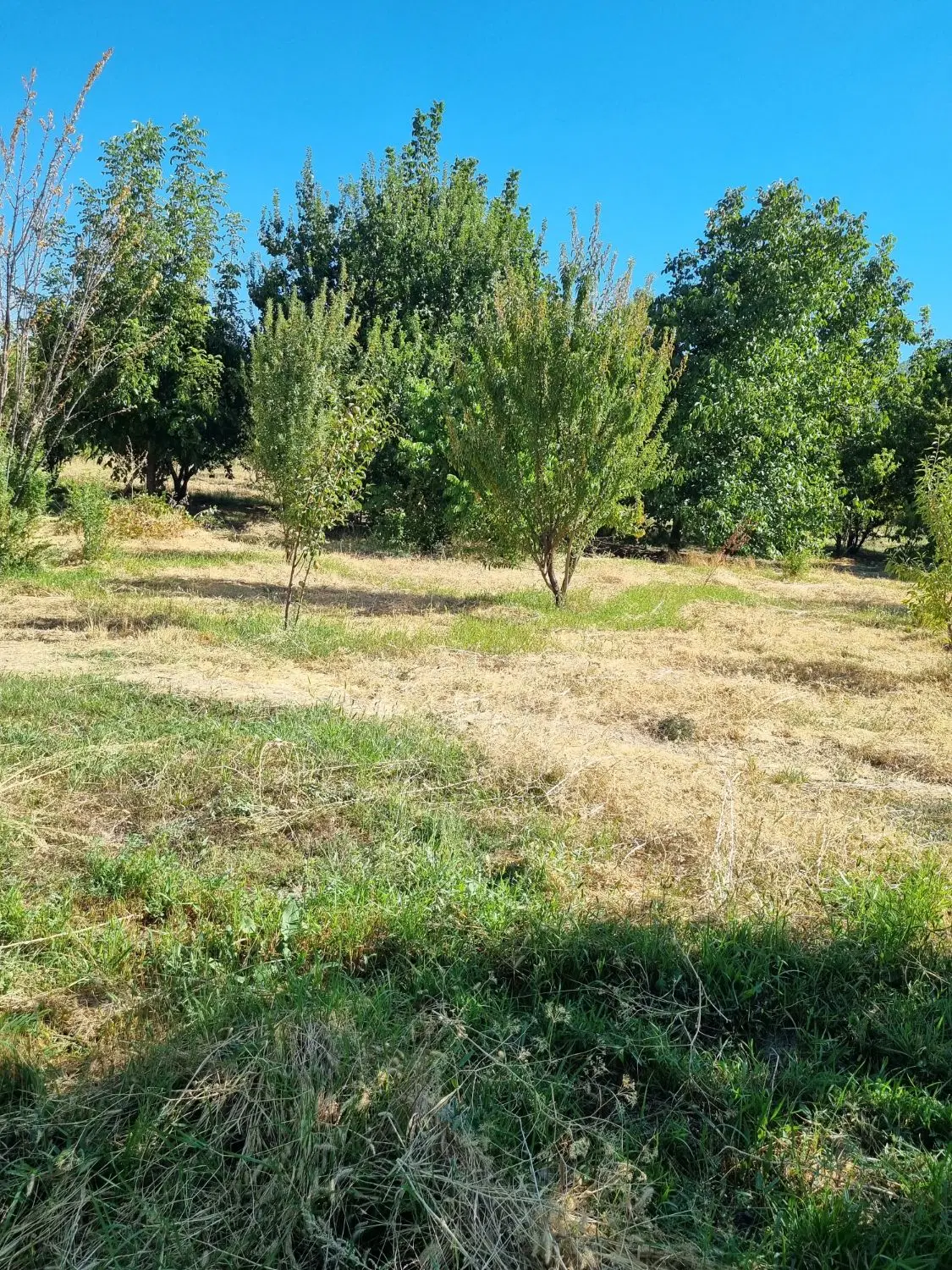 باغ ثمری روستای یوسف آباد مختار