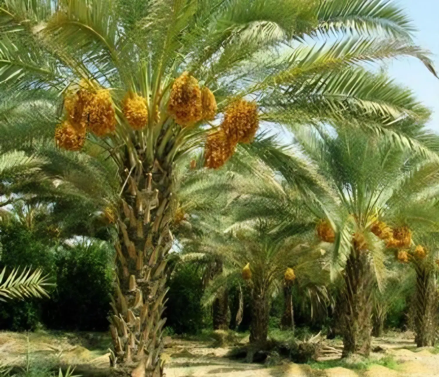 فروش آب و ۱۰۰ نخل خرما