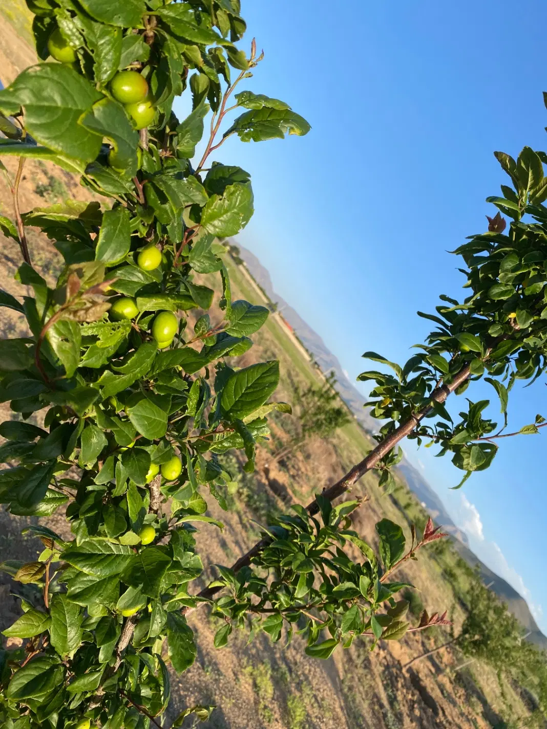 باغ مرزیجران