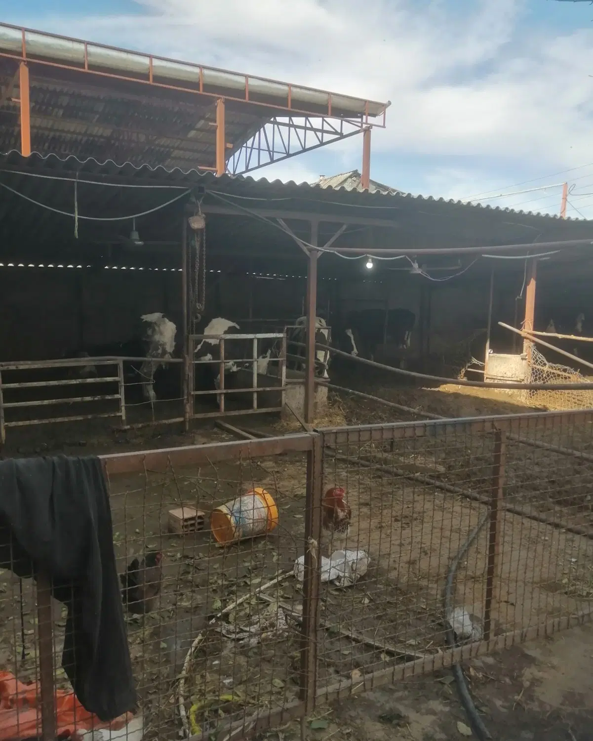 فروش دامداری گوشتی و شیری اول روستای زنگیان