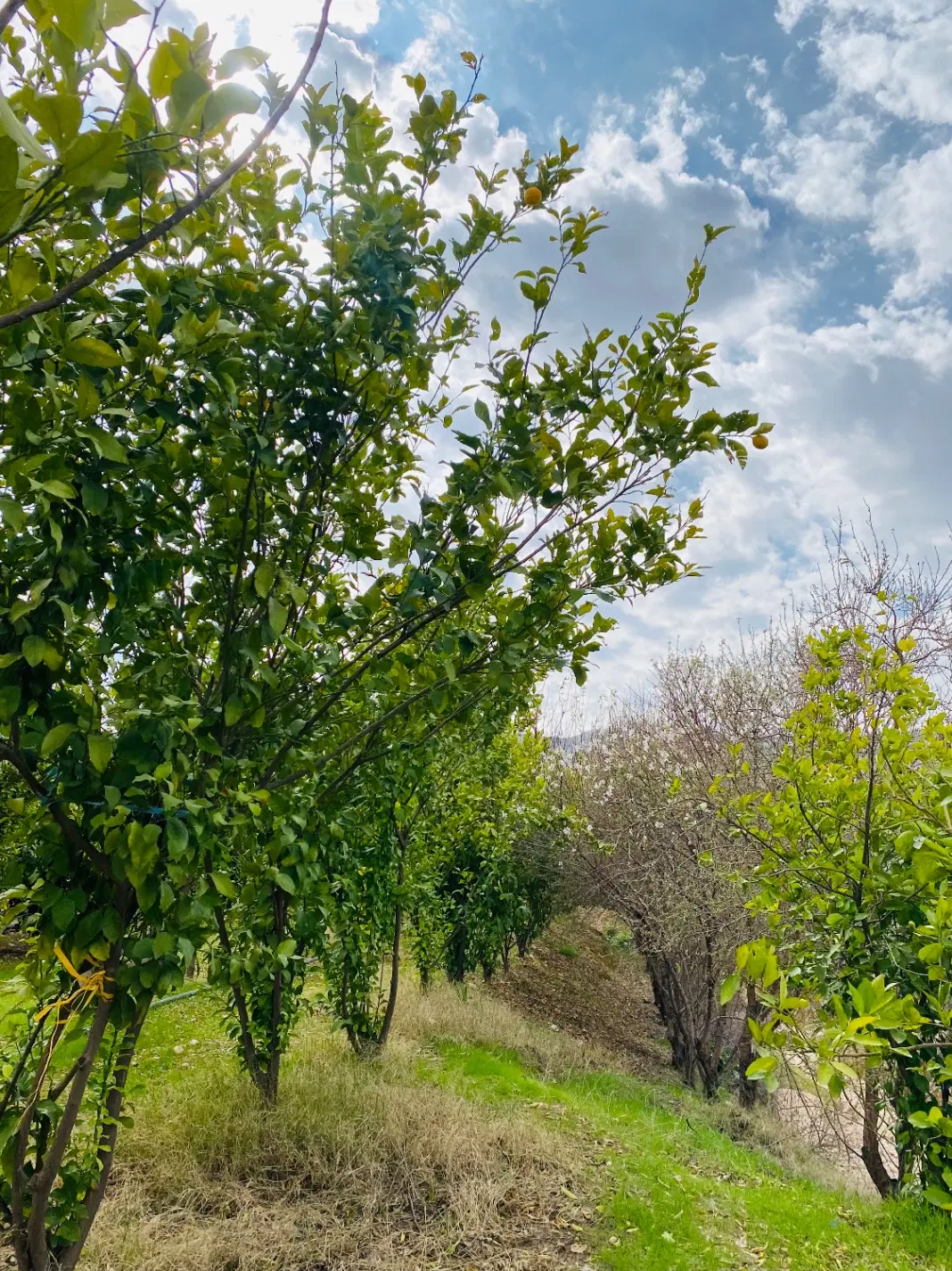 زمین با مجوز دامداری