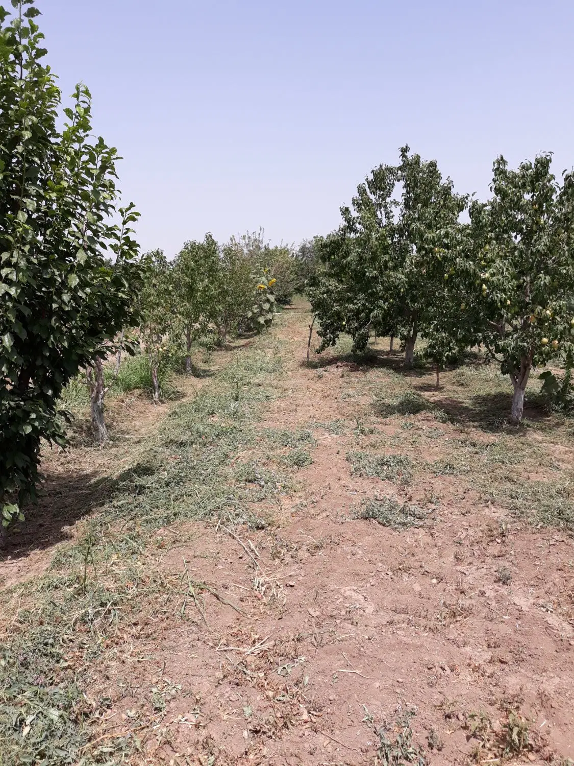 باغ میوه در قدیم آباد