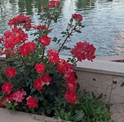 باغ 2 هزار متر
