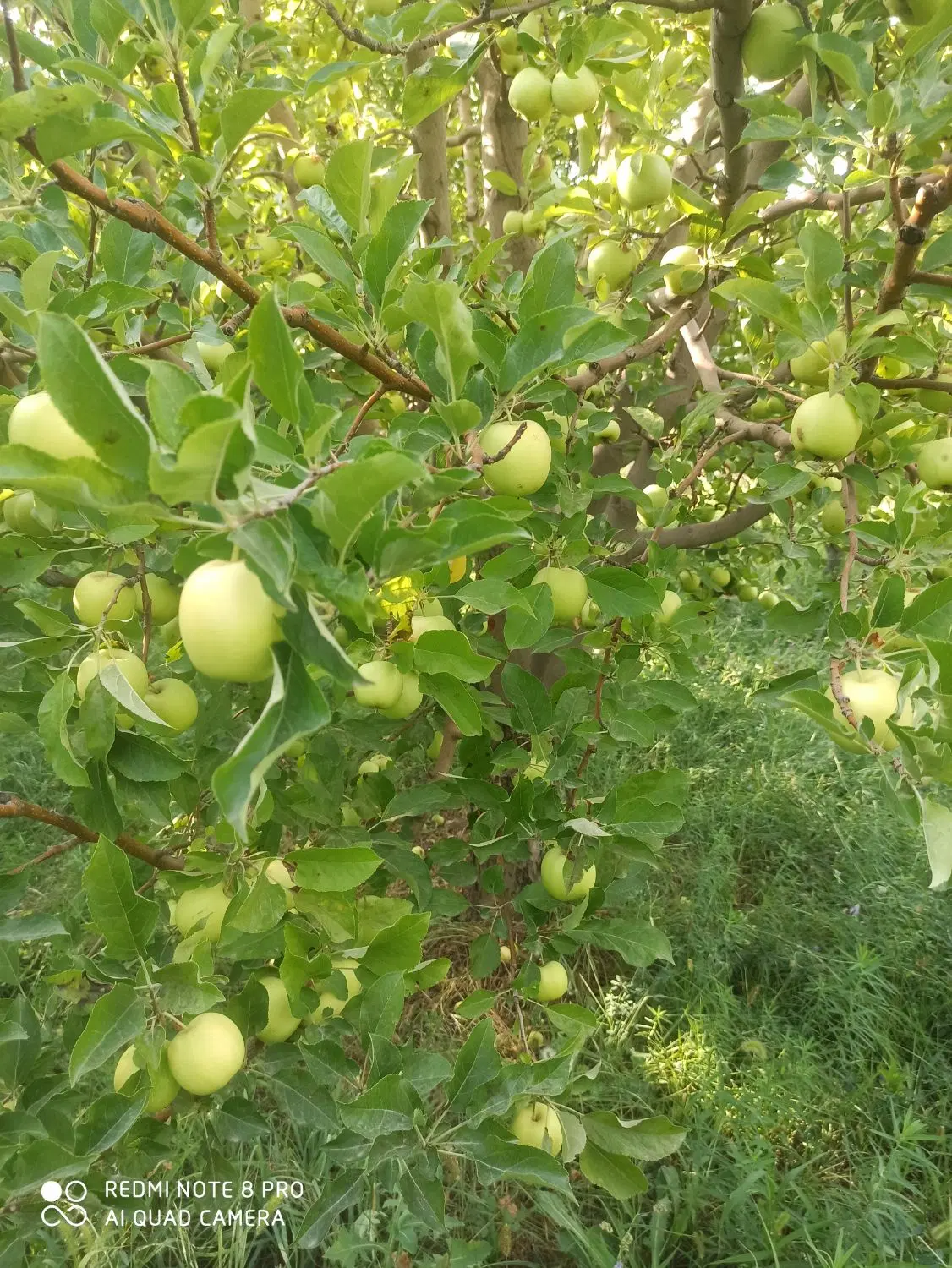 باغچه سیب
