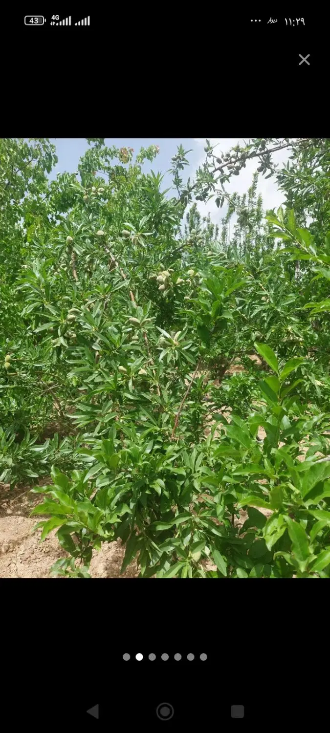 باغ بادام هزارمتر باغ گل مینالب اسفالت زیردکل برق