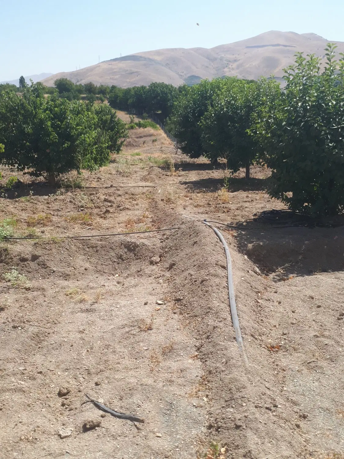 زمین کشاورزی ( باغ ) گزنه