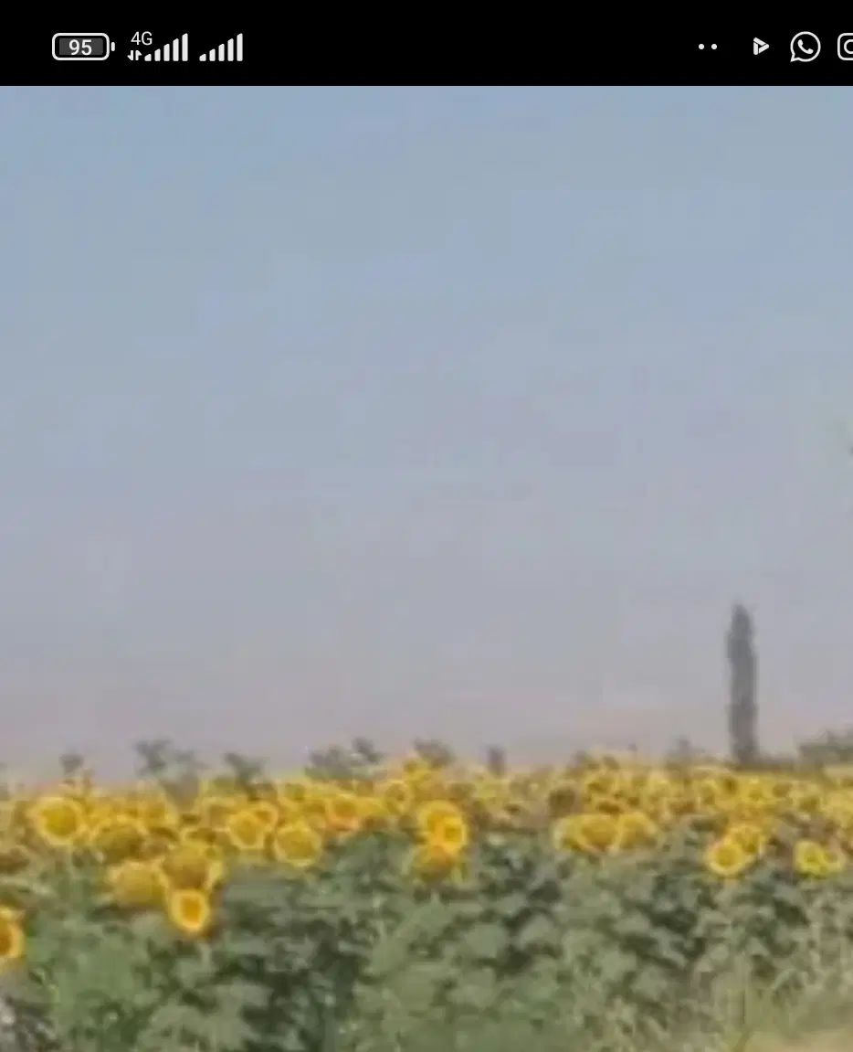 زمین کشاورزی نیم طناب روستای گلمرز