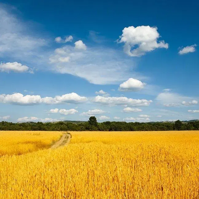 زمین برای گلخانه یا نیروگاه خورشیدی