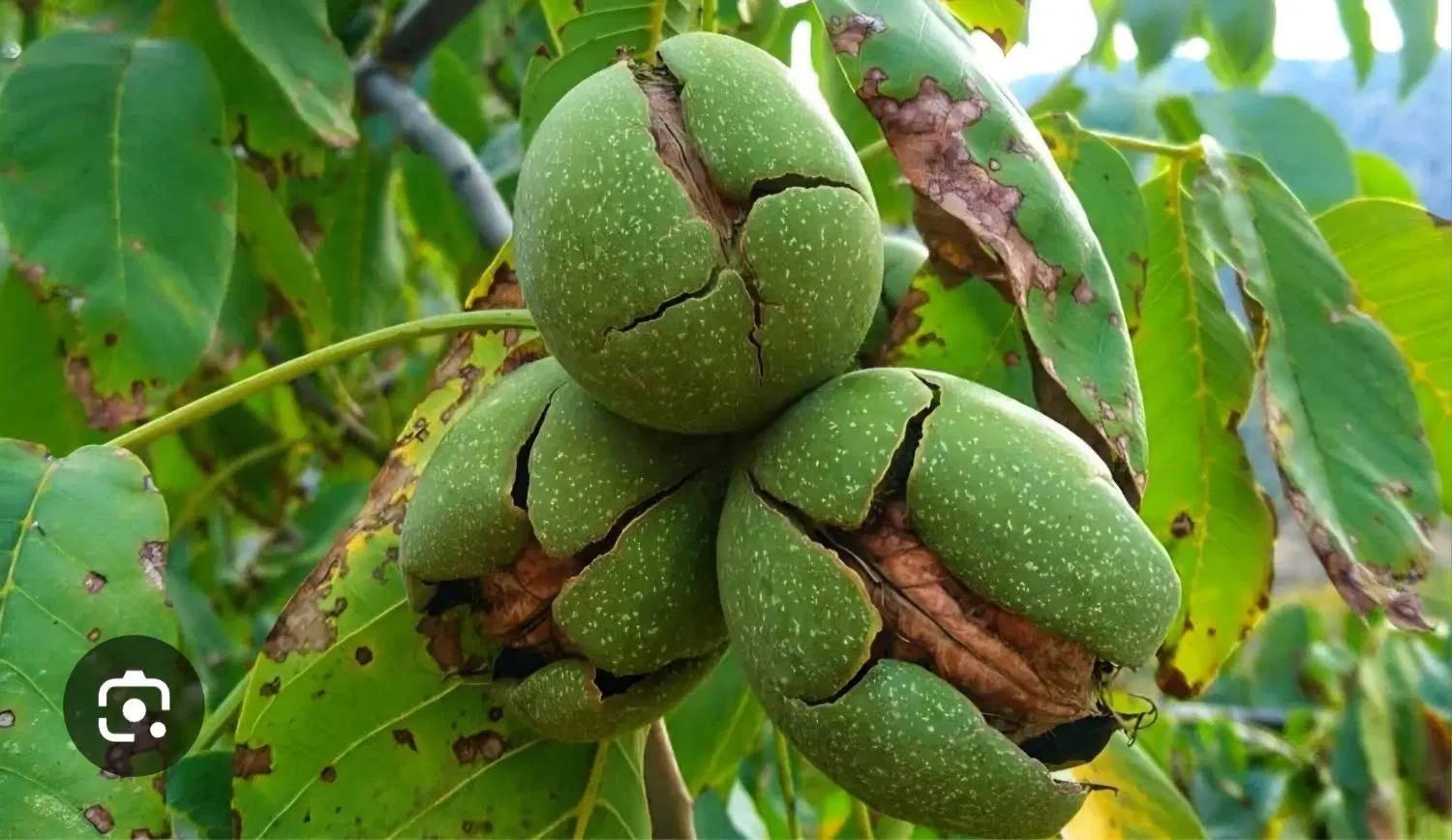 باغ گردو در انجلاس