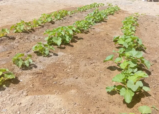 زمین باغی سند دار شهرستانک