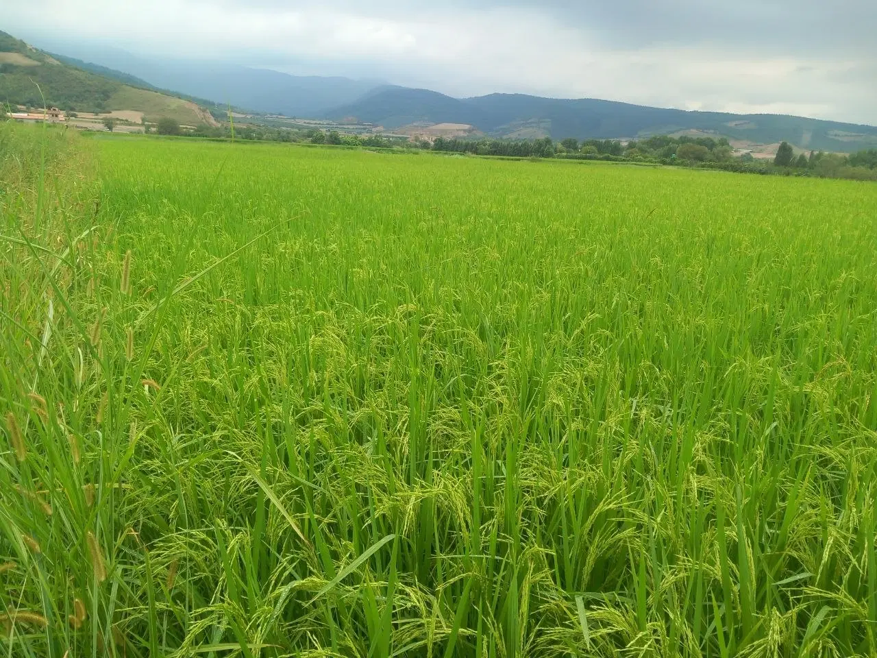 زمین کشاورزی و باغی